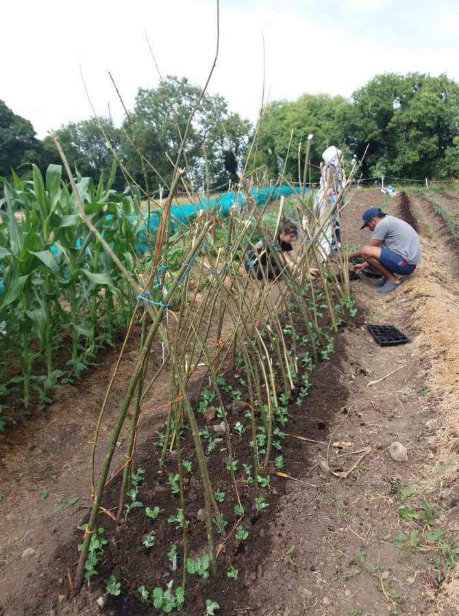 Castletownmoor Clinic & Permaculture Farm Kells (Meath) Exterior foto